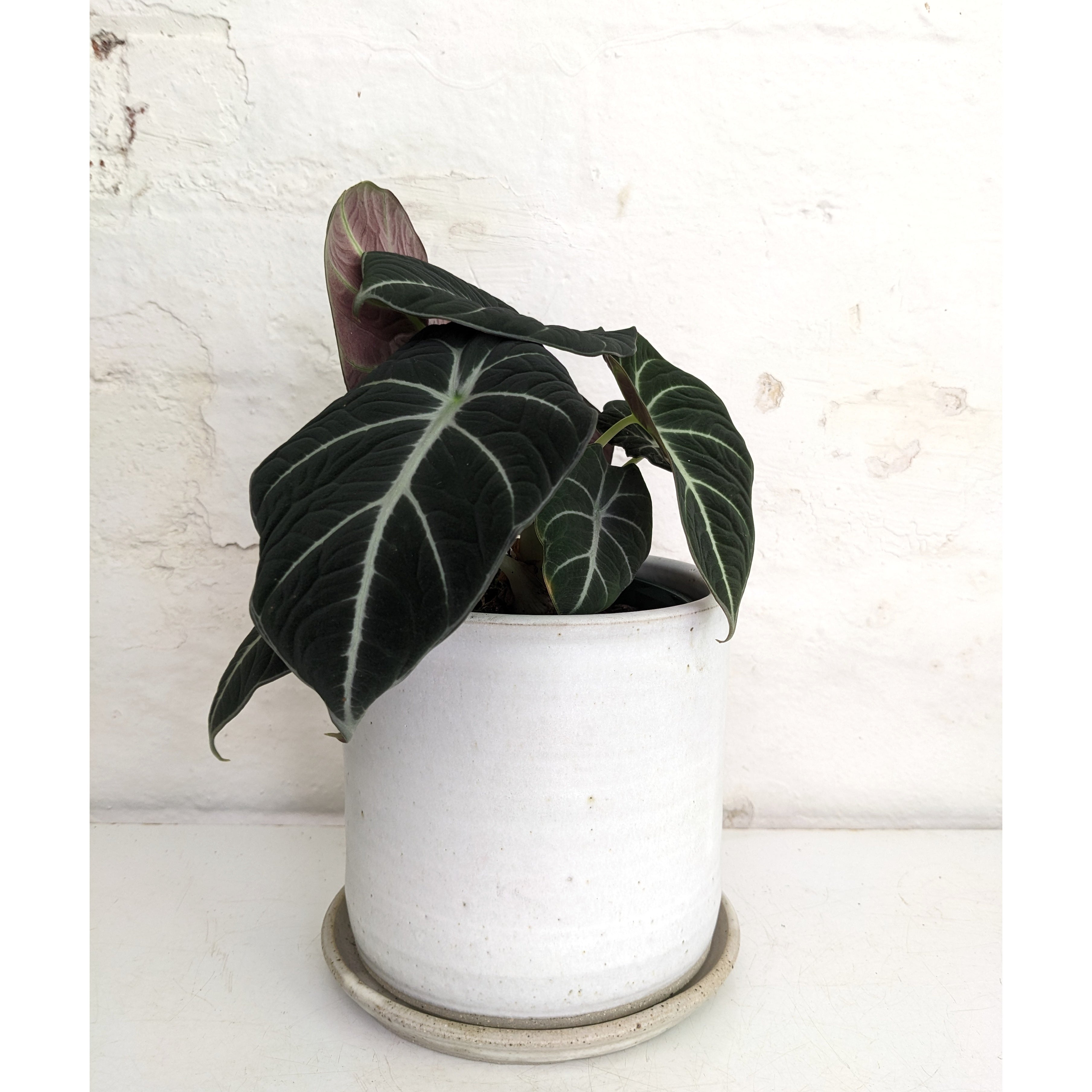 Mark Gambino 'Matte Mist' Planter